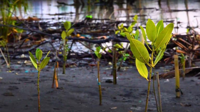 Mangrove planting 1