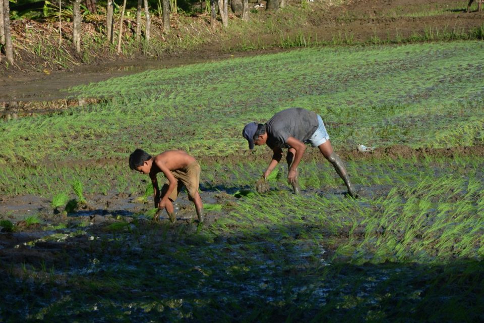 Protecting Filipino Farmers from Climate Losses: Igloo’s Weather Index Insurance Offers a Solution